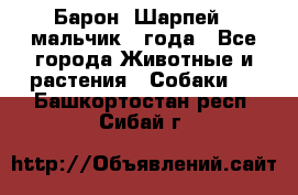 Барон (Шарпей), мальчик 3 года - Все города Животные и растения » Собаки   . Башкортостан респ.,Сибай г.